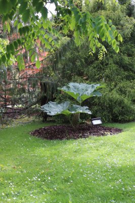 Gunnera manicata - barota rukávovitá - celek (2)